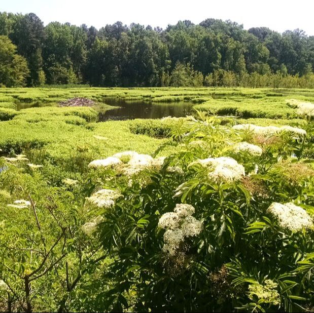 Beaver Marsh Nature Preserve with lots of green foliage